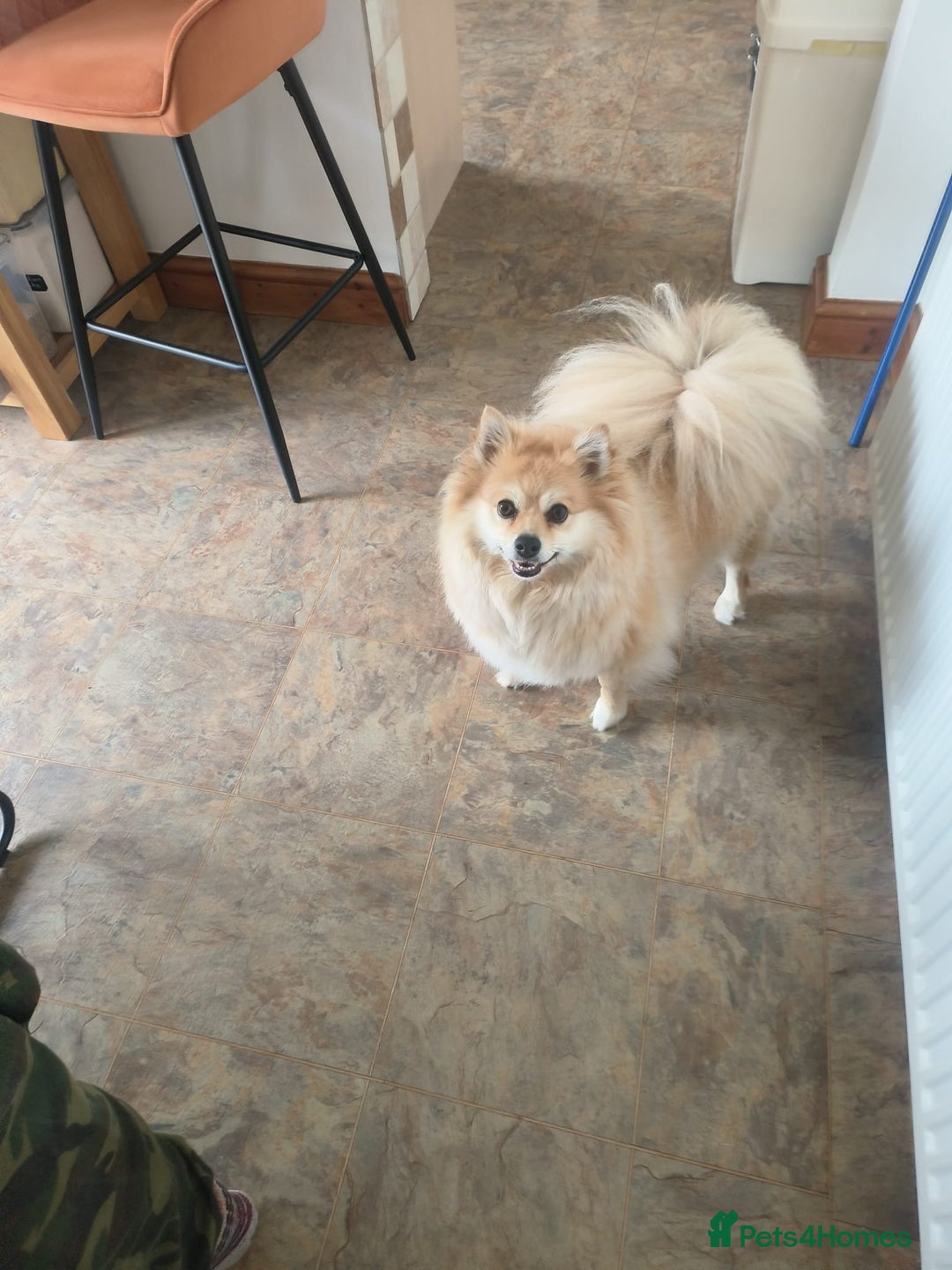 Pomsky dogs for adoption: Pomeranian x Shelti 4.5 year old female  - Advert 3