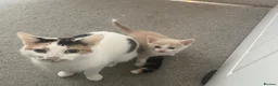 Mixed Breed cats for sale: Two gorgeous kitten ready for new homes! - Advert 2