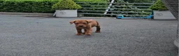 Labrador Retriever dogs for sale: Beautiful Labrador Puppies Available now - Advert 11