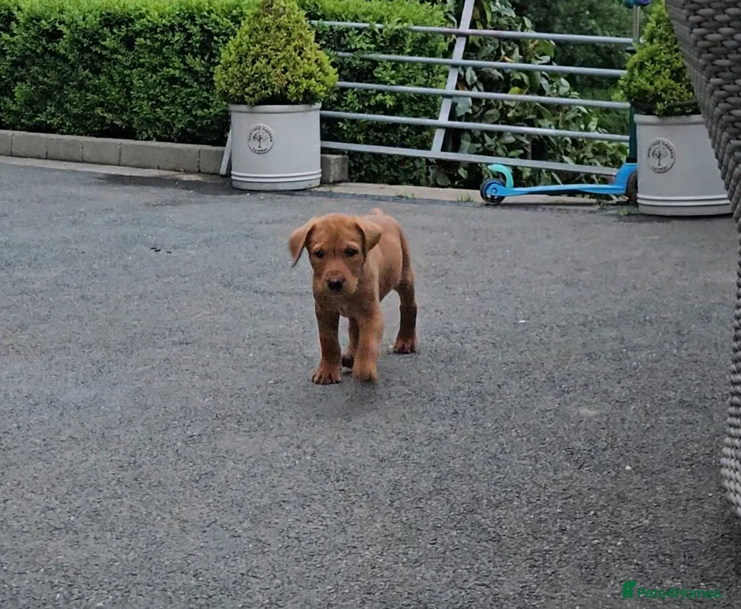Labrador Retriever dogs for sale: Beautiful Labrador Puppies Available now - Advert 11