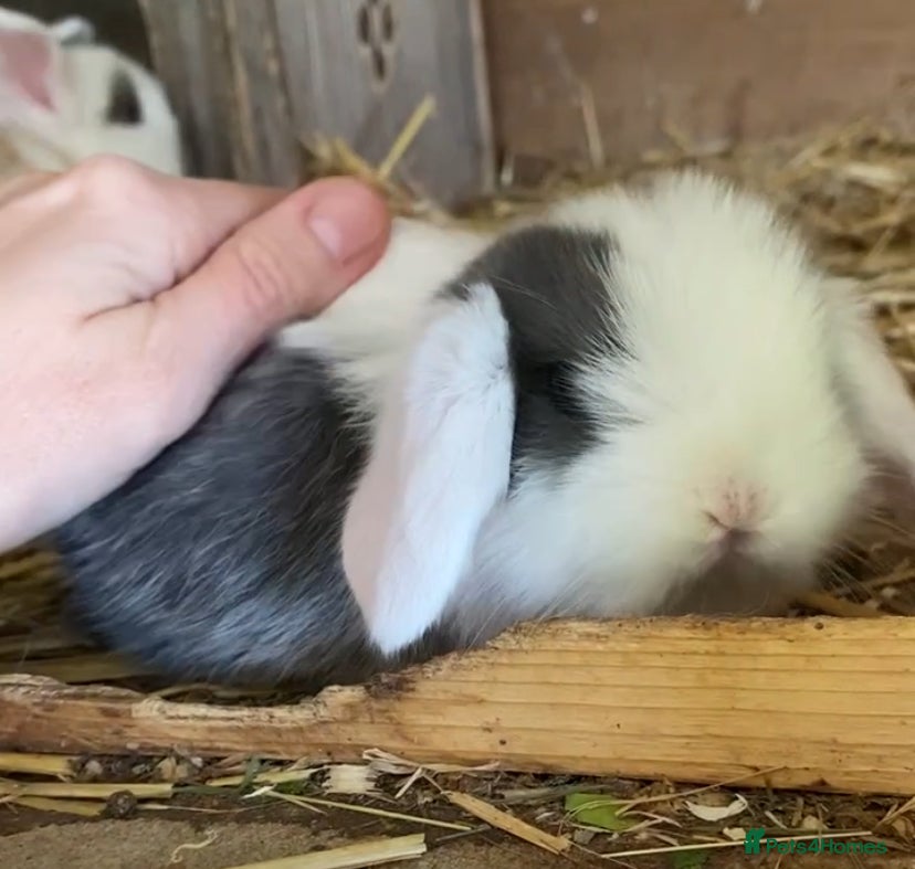 Mini Lop rabbits Beautiful pure breed mini lops - Advert 2