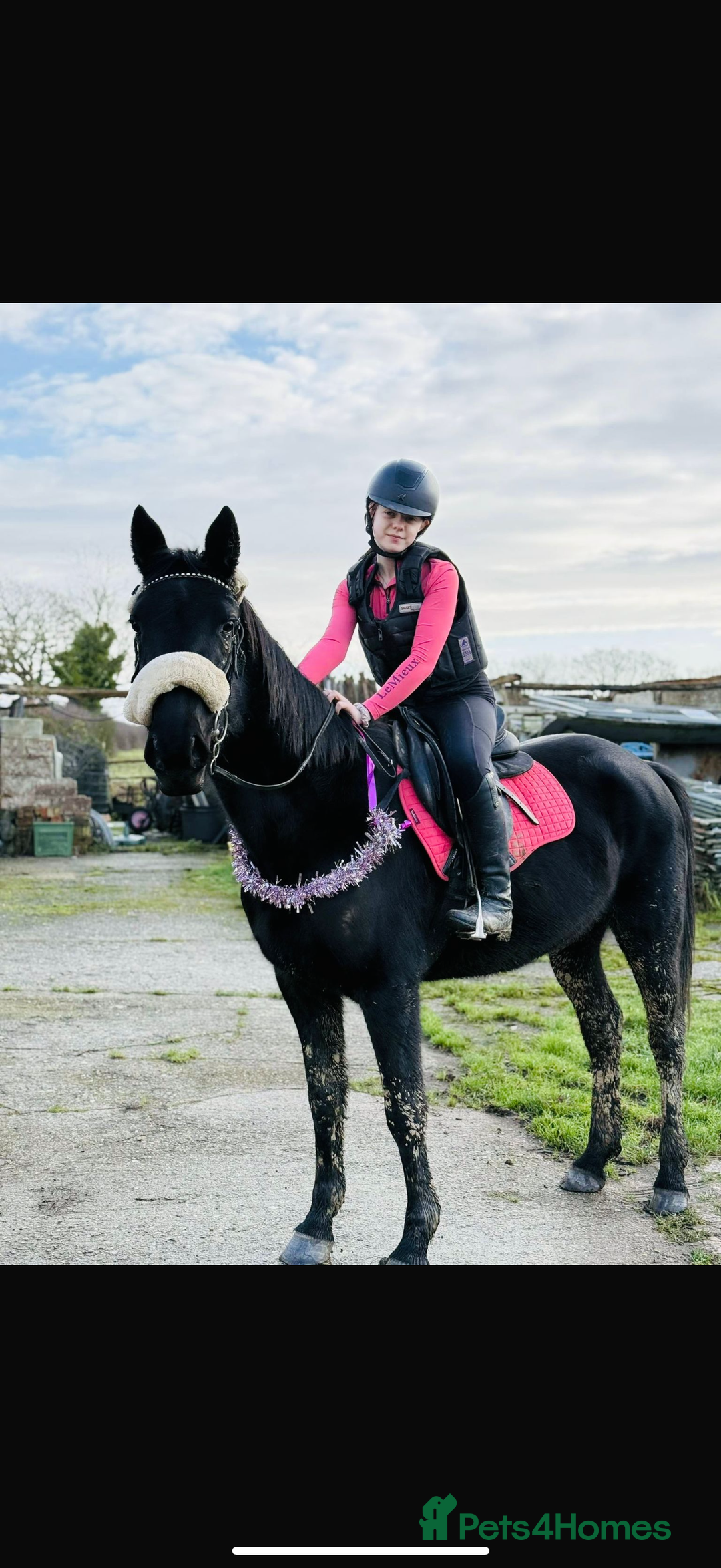 American Standardbred horses for sale: 15hh black mare  - Image 11