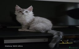 Maine Coon cats for sale: Large Silver Shaded Maine Coon kittens  - Image 17