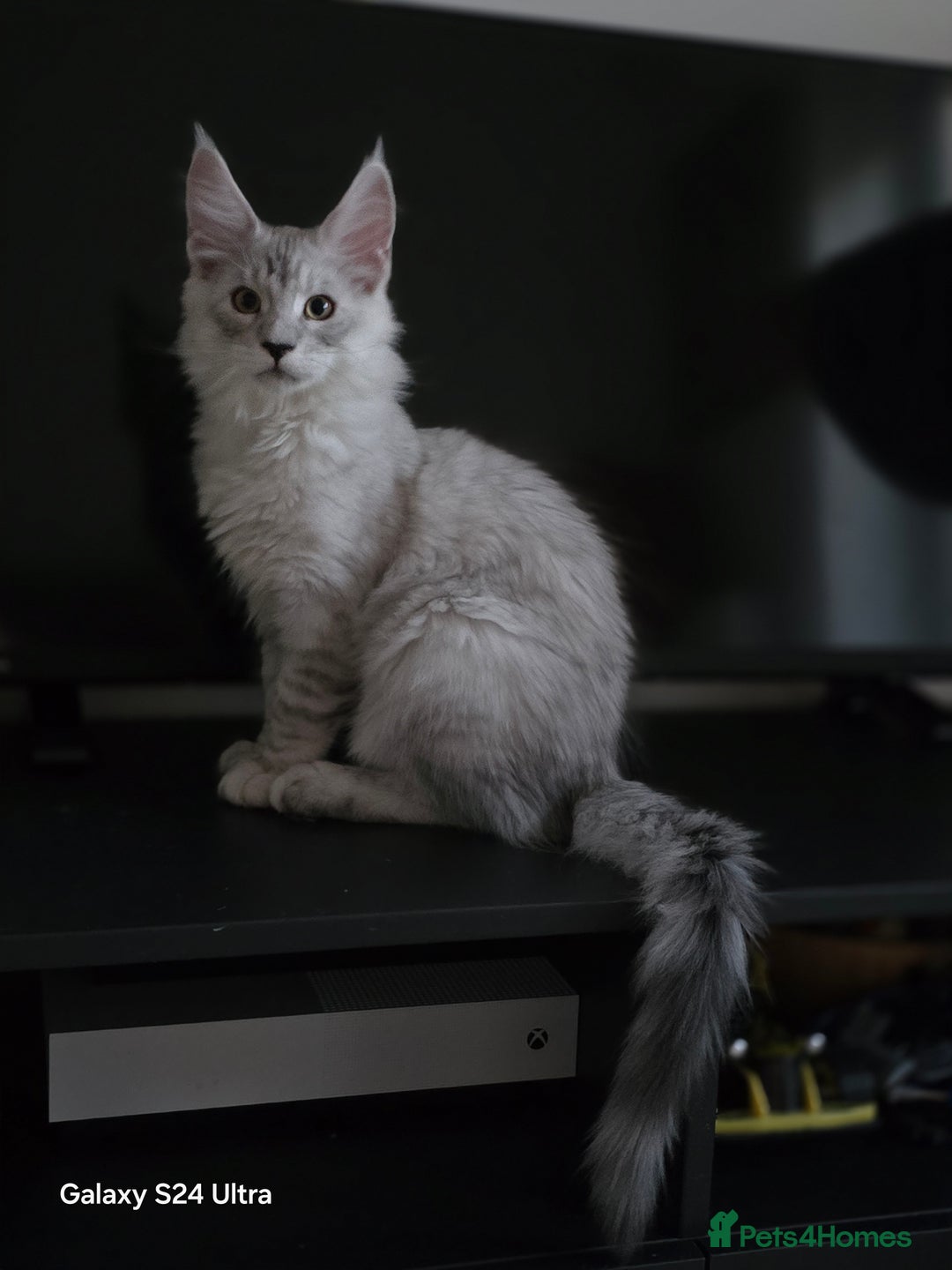 Maine Coon cats for sale: Large Silver Shaded Maine Coon kittens  - Image 17