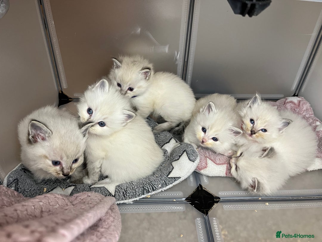 Ragdoll cats for sale: Beautiful pure ragdoll kittens  - Advert 11