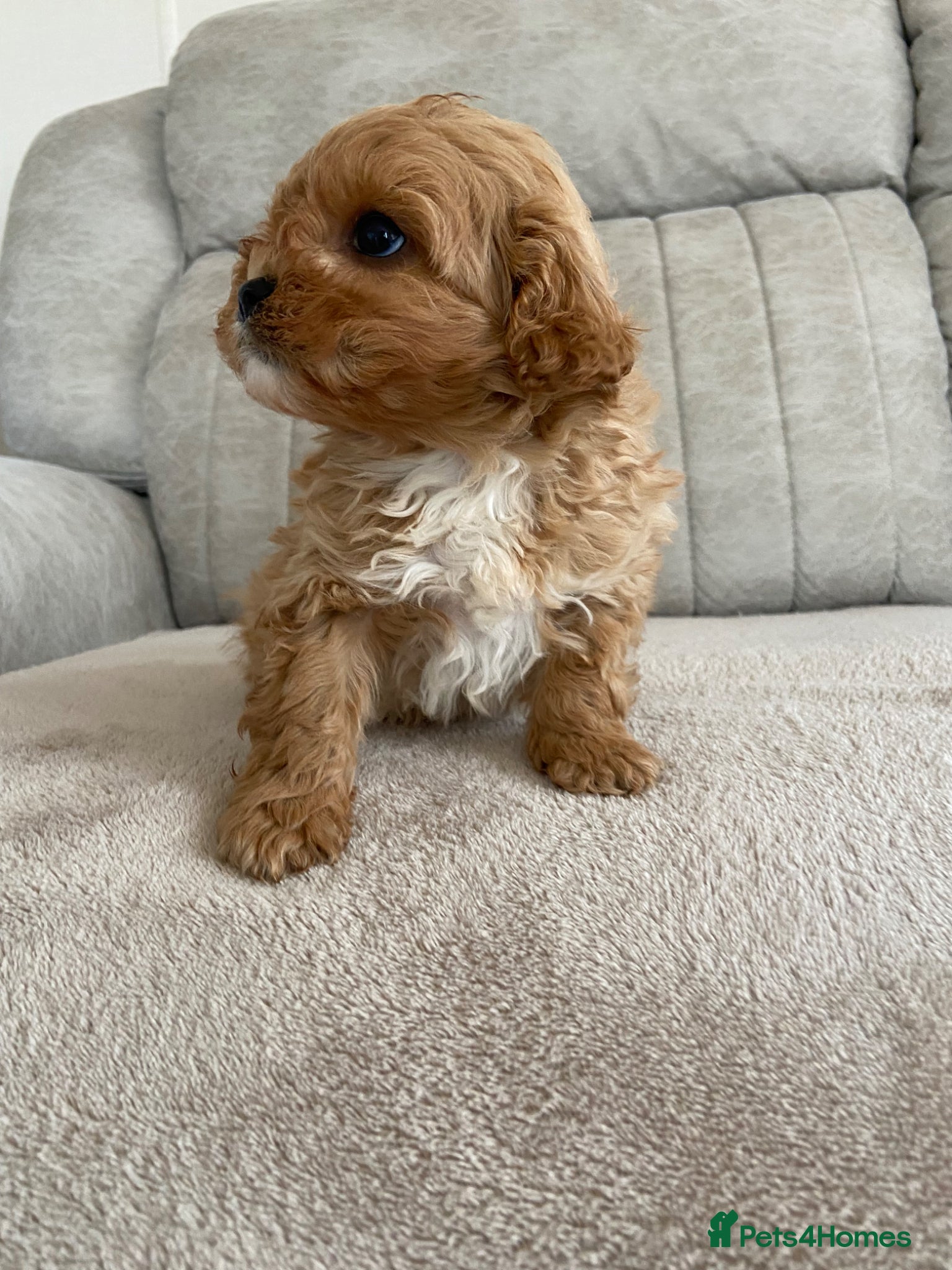 Cavapoo dogs F1 Cavapoo health tested  - Advert 8