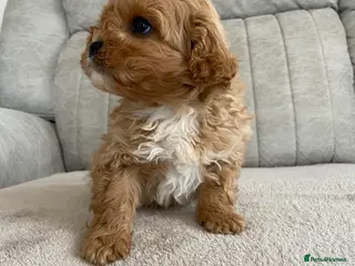 Cavapoo dogs F1 Cavapoo health tested - Advert 8