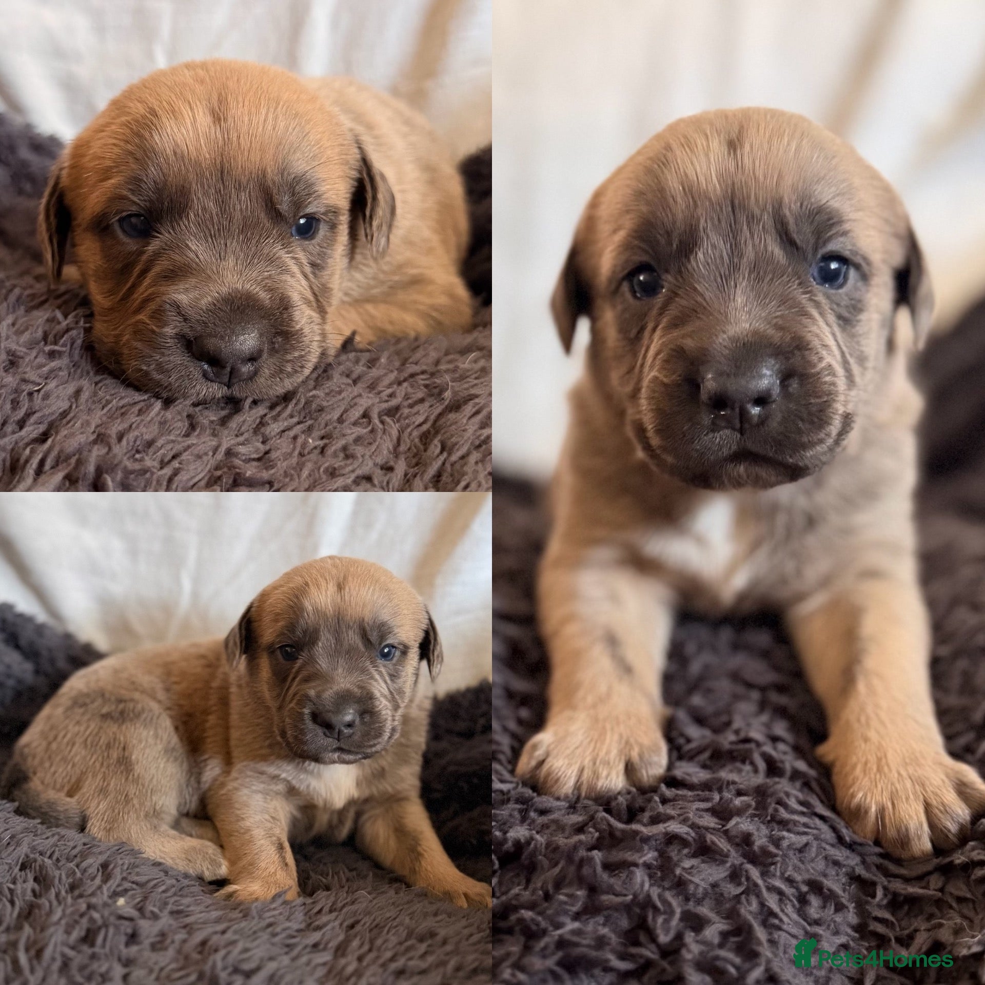 Mixed Breed dogs Gorgeous Blue & Brindle Mixed Breed Puppies 🫐💗 - Advert 1
