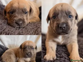 Mixed Breed dogs Gorgeous Blue & Brindle Mixed Breed Puppies 🫐💗 - Advert 1