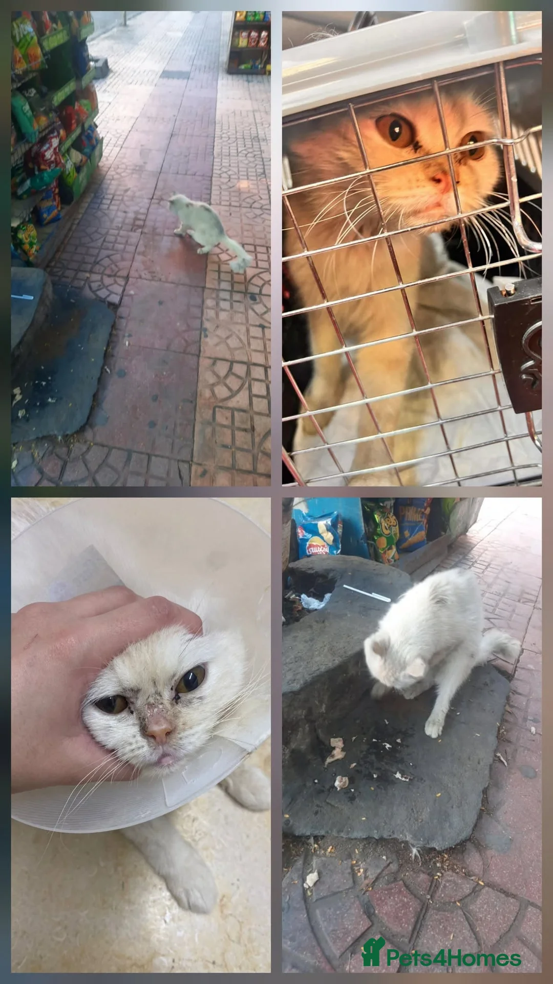 Mixed Breed cats for adoption: Cuddly and cute Crystal  - Advert 2