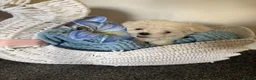 Maltese dogs for sale: Beautiful Korean Maltese puppies 🩷🩵 - Advert 8