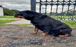Rottweiler dogs for sale:  5-Generation Kennel Club Puppies Elite Bloodlines - Image 5