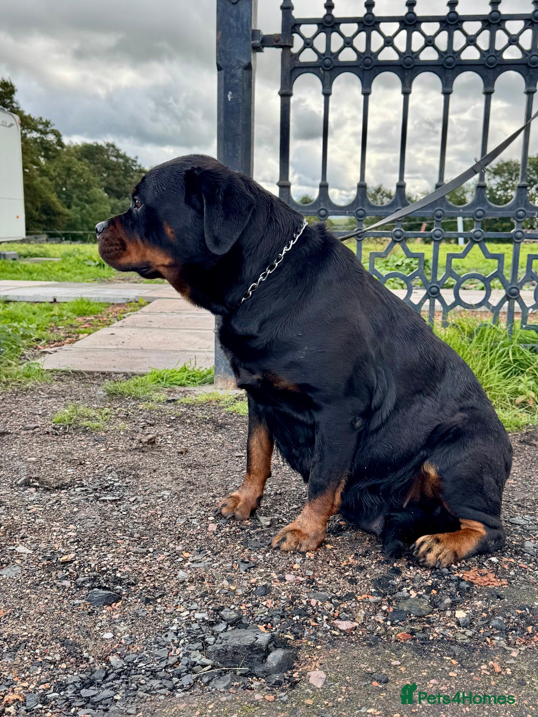 Rottweiler dogs for sale:  5-Generation Kennel Club Puppies Elite Bloodlines - Image 5