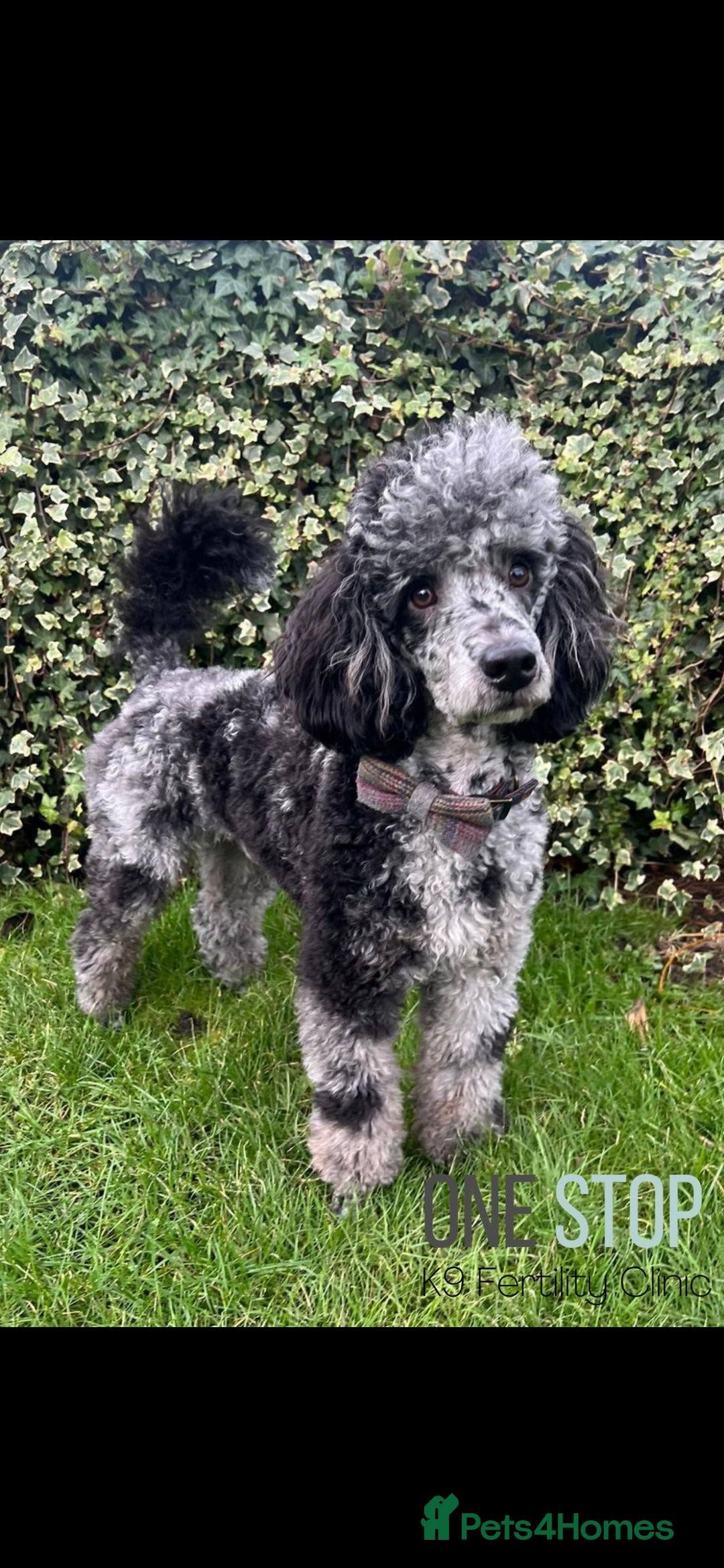 Mini Goldendoodle dogs for sale: Stunning Mini Goldendoodles - Advert 3