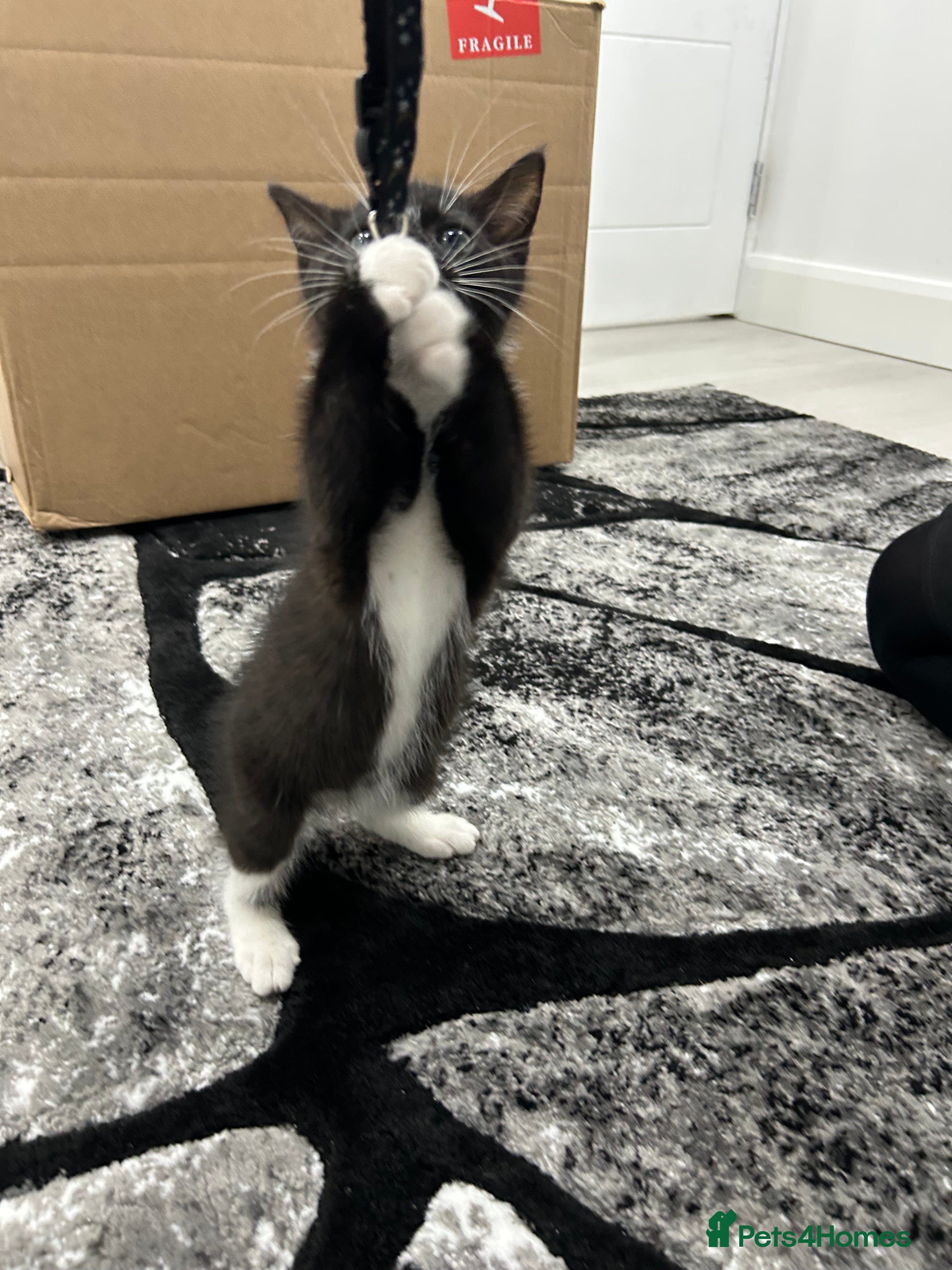 Mixed Breed cats 8 Week Old Kitten - Advert 1