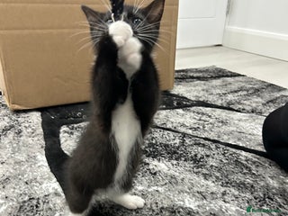 Mixed Breed cats 8 Week Old Kitten - Advert 1