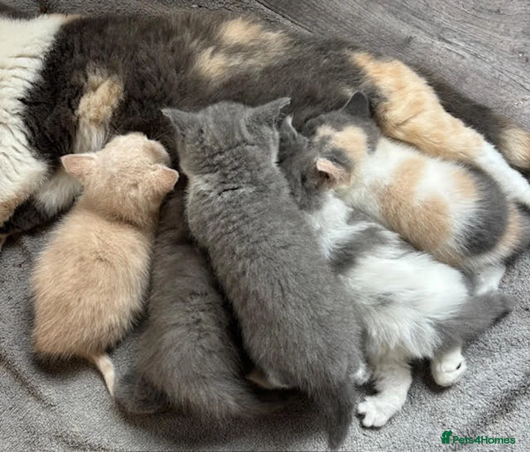 British Shorthair cats for sale: GCCF Brit longhair boy left Kitten ready to leave  - Advert 2