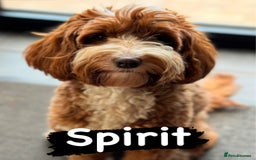 Australian Labradoodle dogs for sale: Genuine Australian Labradoodle Puppies - Image 3