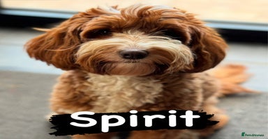 Australian Labradoodle dogs - Advert 3