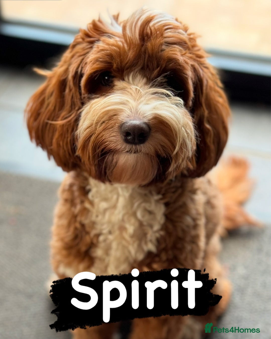 Australian Labradoodle dogs for sale: Genuine Australian Labradoodle Puppies - Image 3