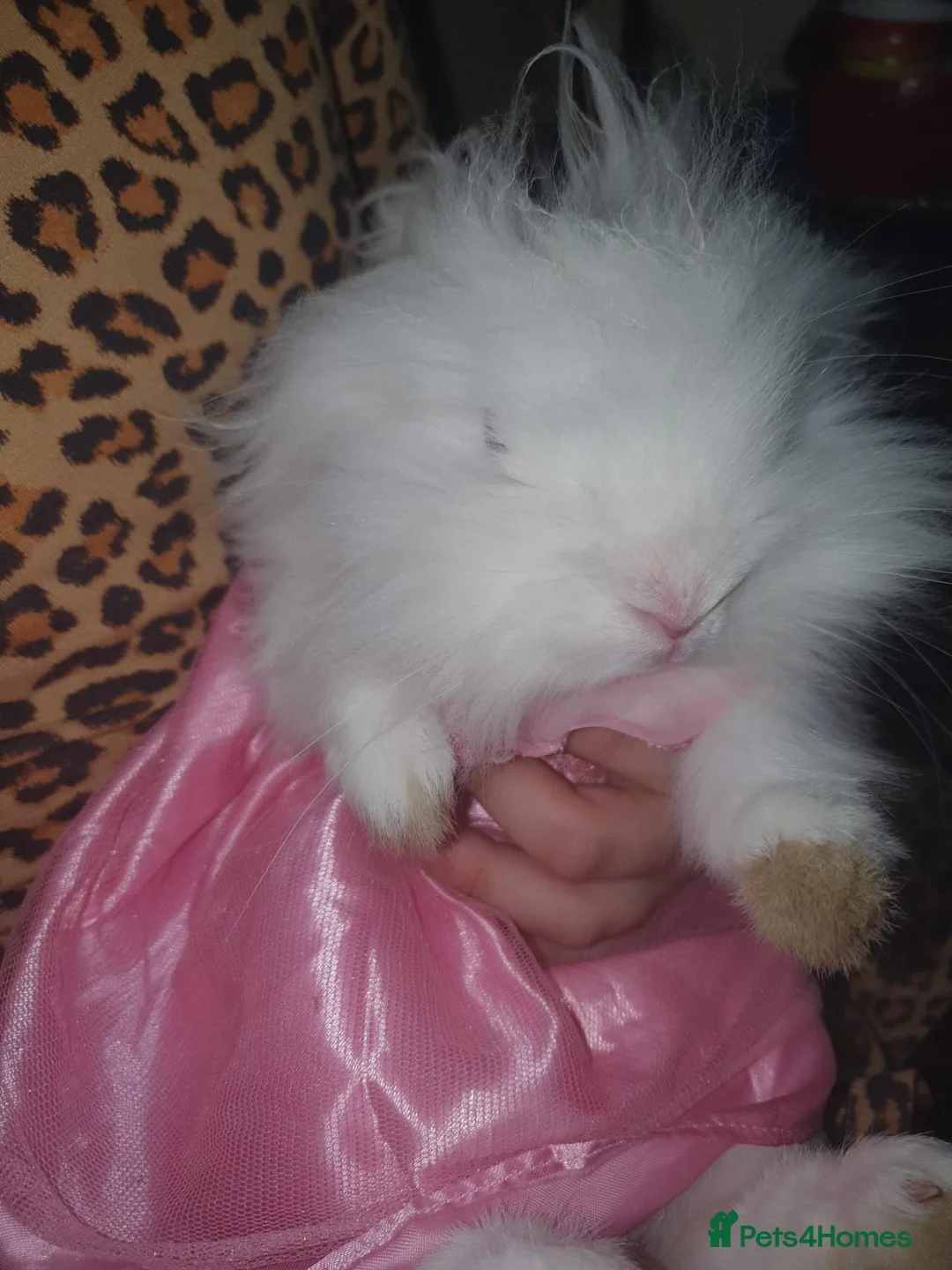 Lionhead rabbits for sale: Double Lionhead  - Advert 2