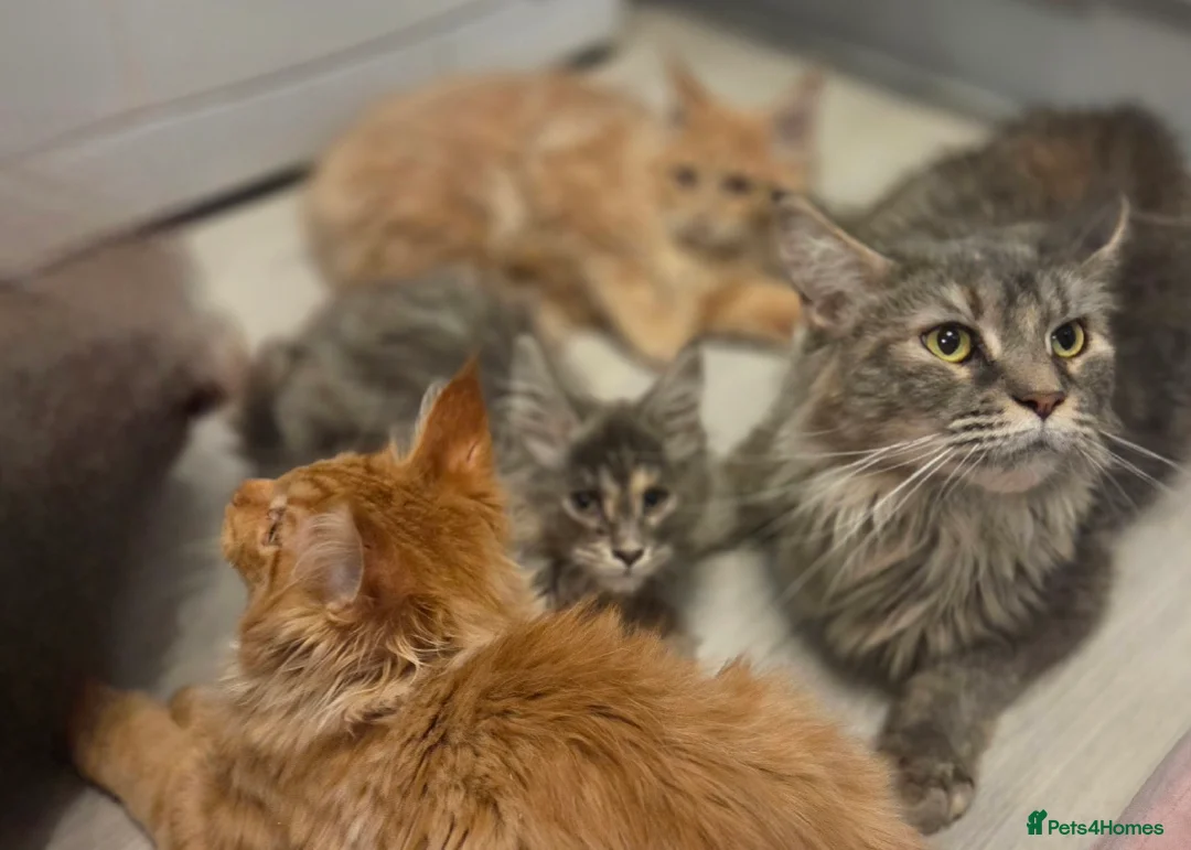 Maine Coon cats for sale: TiCA reg/Parents Fully Health Tested - Advert 18