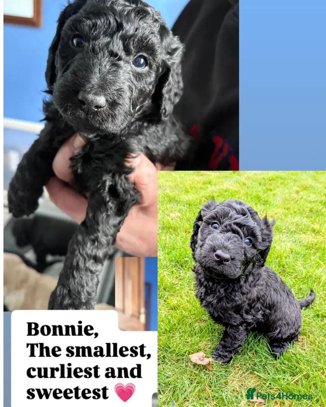 Double Doodle dogs Double Doodle puppies  - Advert 1