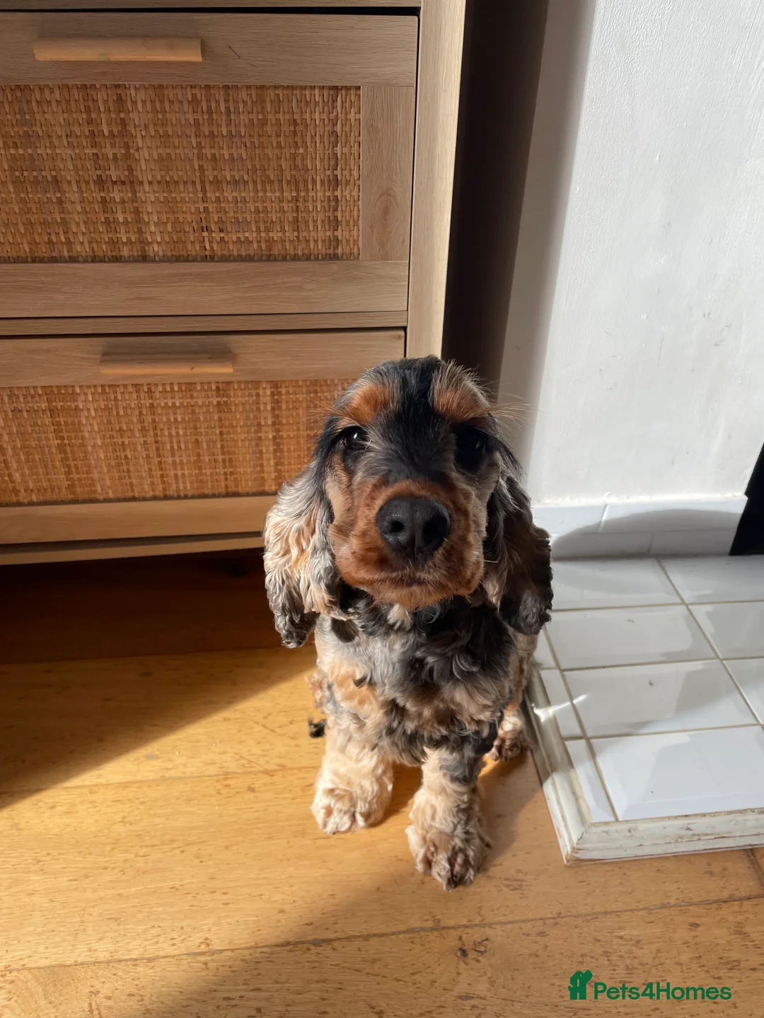 Cocker Spaniel dogs for adoption: Pedigree Sable Show Cocker Spaniel Boy 2.5 years - Advert 2