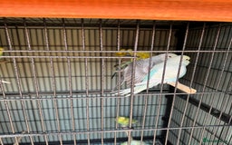 Budgerigars birds for sale: 6 to 8 weeks baby budgies and some adults males. - Image 4
