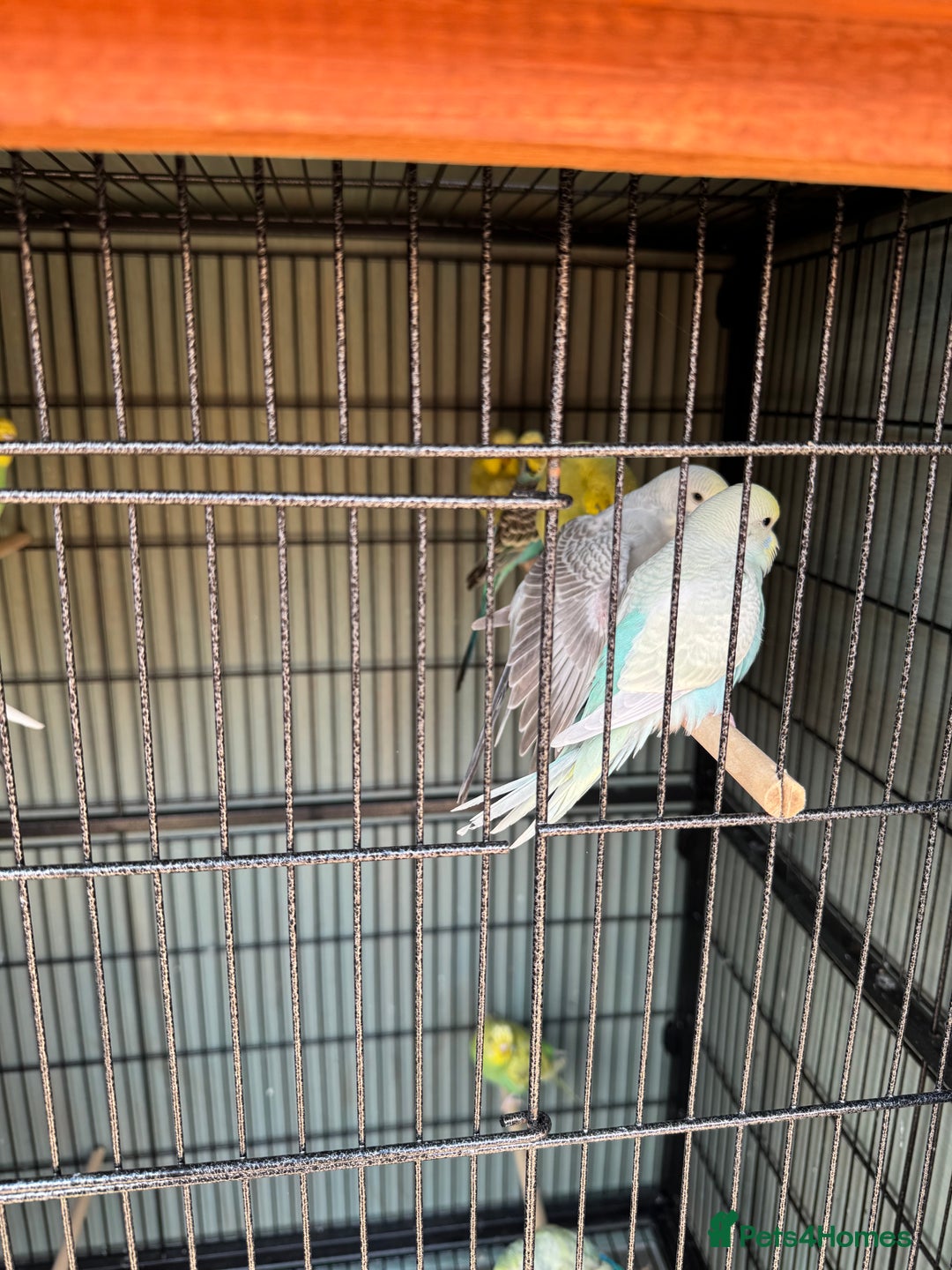 Budgerigars birds for sale: 6 to 8 weeks baby budgies and some adults males. - Image 4