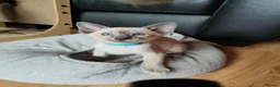 Siamese cats for sale: Gorgeous Siamese kittens!!! - Advert 17