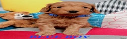 Cockapoo dogs for sale: Home bred, well socialised, trained,F1b cockapoos  - Advert 7