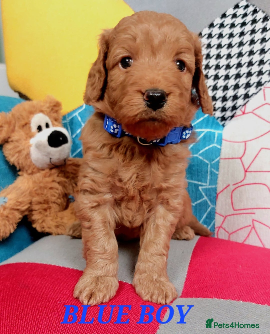 Cockapoo dogs for sale: Home bred, well socialised, trained,F1b cockapoos  - Advert 7