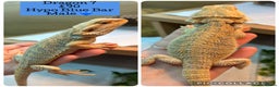 Bearded Dragon reptiles for sale: Baby Hypo Bearded Dragons - Advert 7