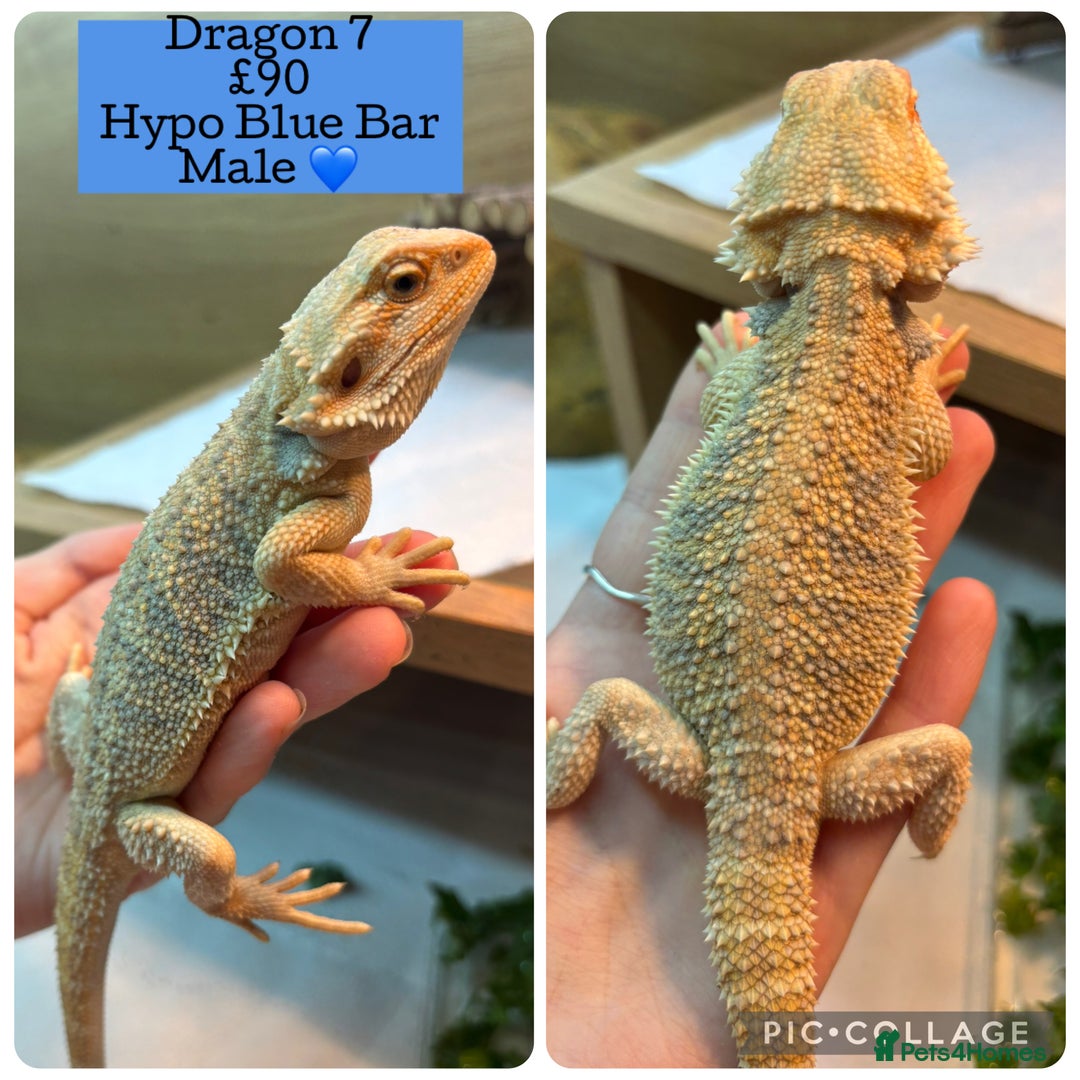 Bearded Dragon reptiles for sale: Baby Hypo Bearded Dragons - Advert 7