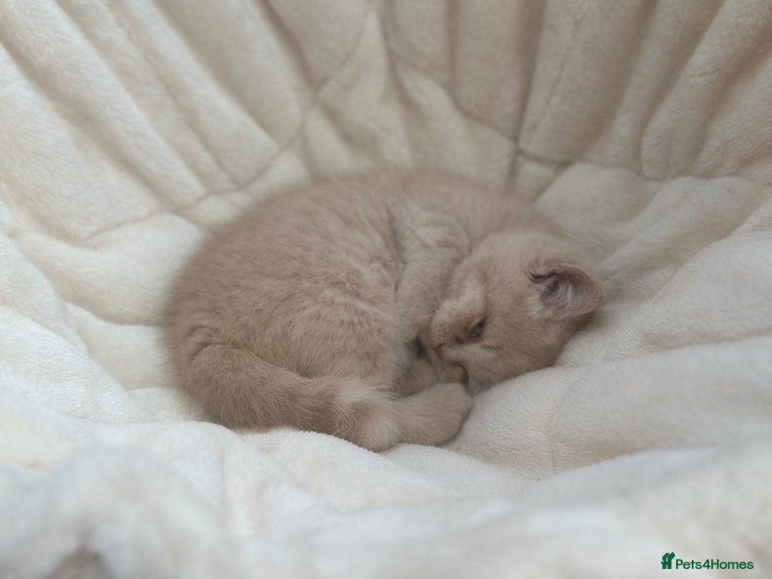 British Shorthair cats for sale: Beautiful , soft teddy bears 🩷🩷💙 - Image 10