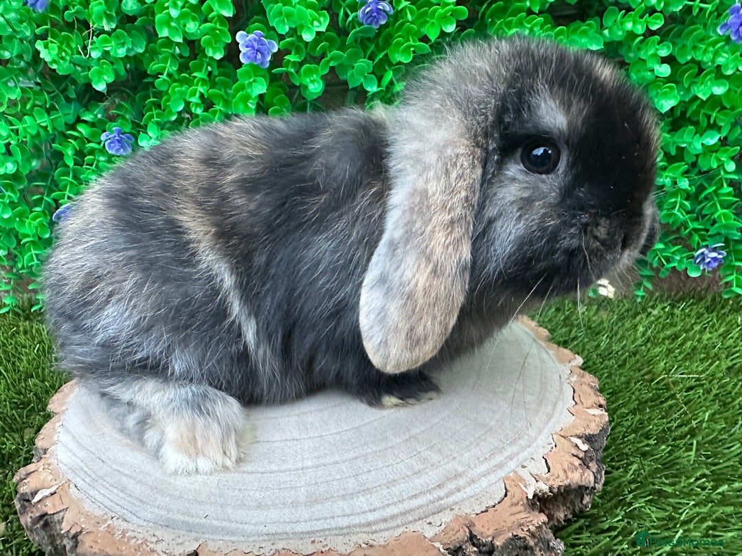Mini Lop rabbits for sale: Stunning mini lop bunnies ready to reserve  - Advert 15