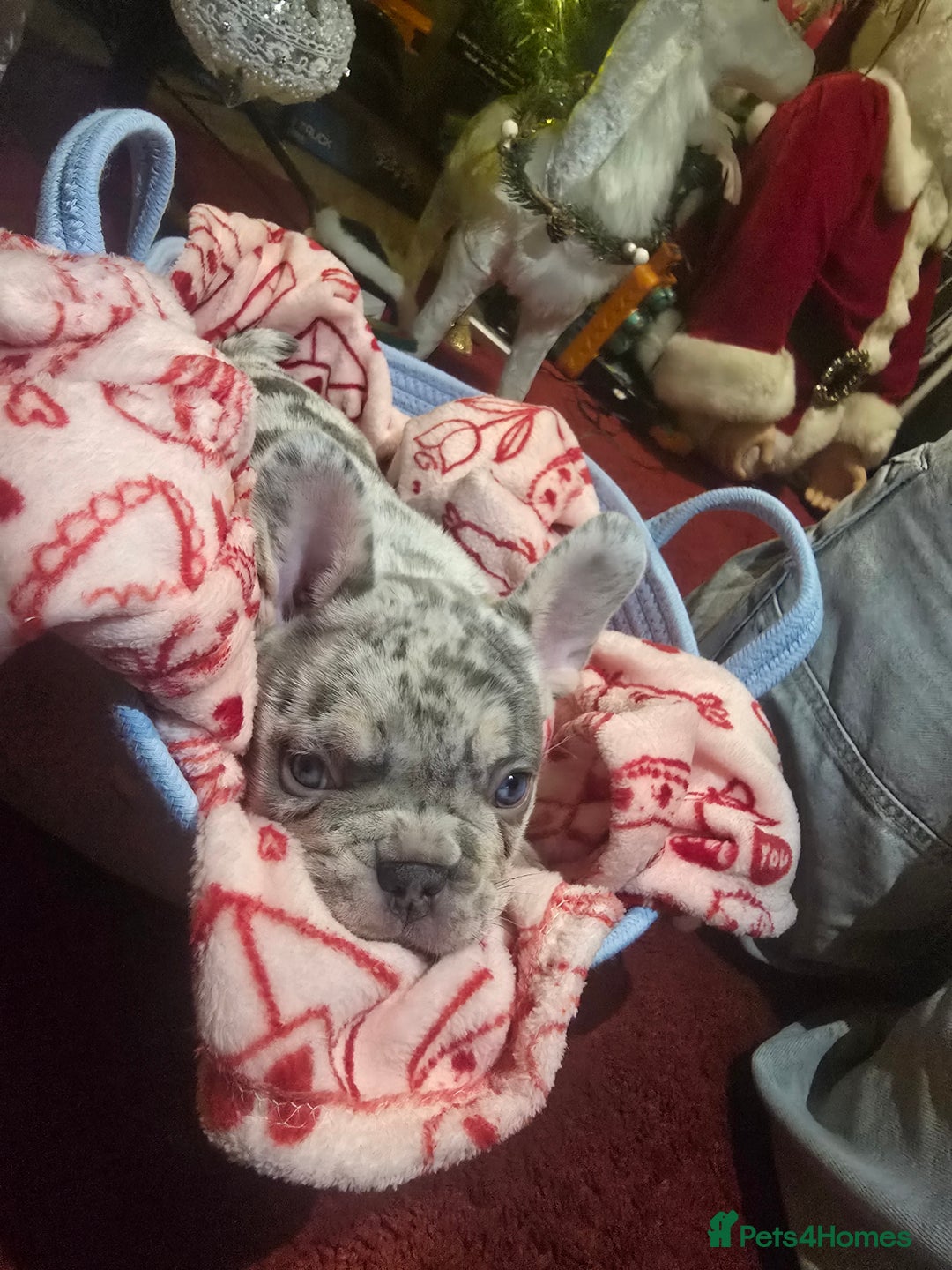 French Bulldog dogs for sale: French bulldog Puppy  😍 - Advert 13