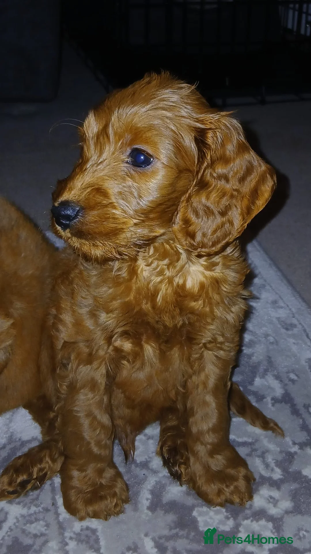 Cavapoo dogs for sale: 9 Week Old Cavapoo - Advert 4