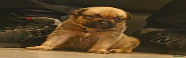 Mixed Breed Puppy 1