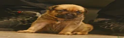 Mixed Breed dogs for sale: Bull herders  - Advert 3