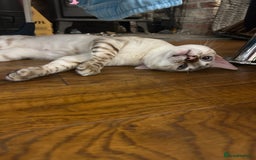 Bengal cats for stud: Beautiful bengal for stud in Hull - Image 6