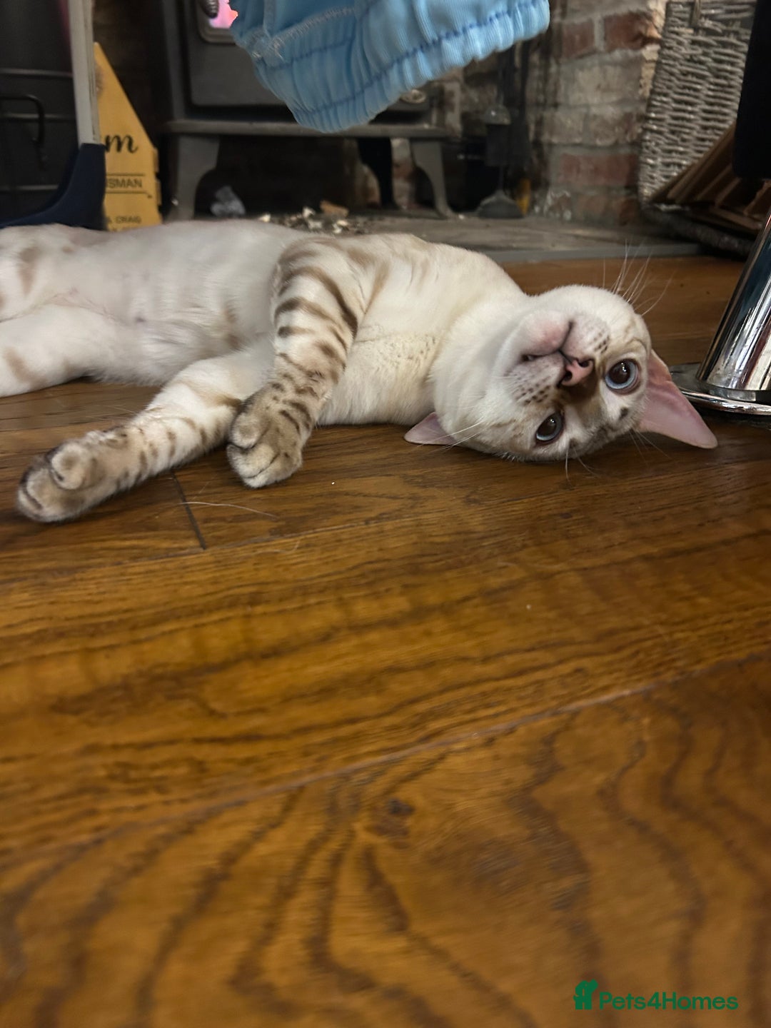 Bengal cats for stud: Beautiful bengal for stud in Hull - Image 6