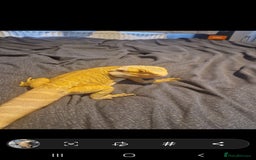 Bearded Dragon reptiles for sale: Male leather back bearded dragon - Image 9
