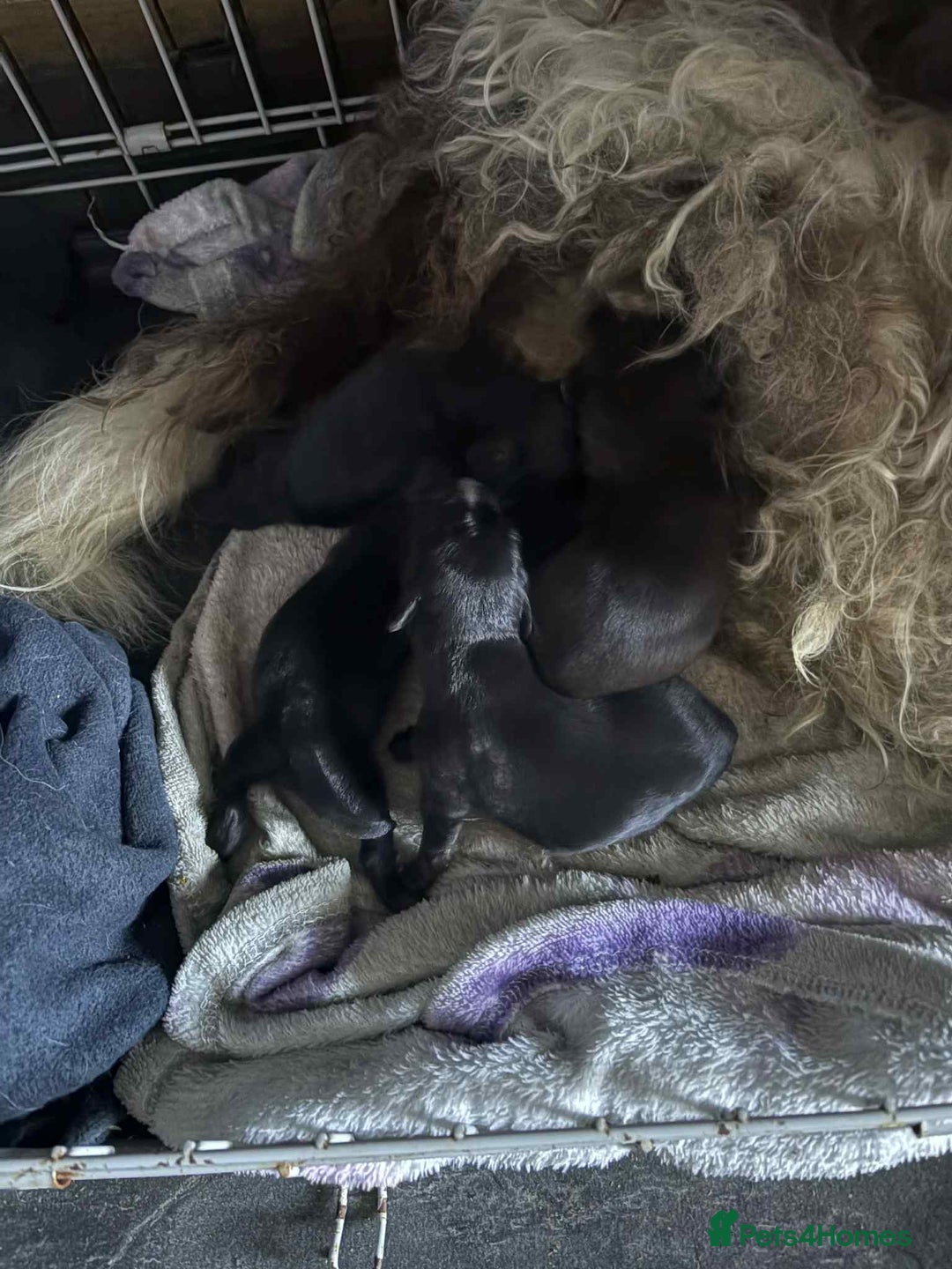 Mixed Breed dogs for sale: 5 staff x cockapoo pups  - Advert 27