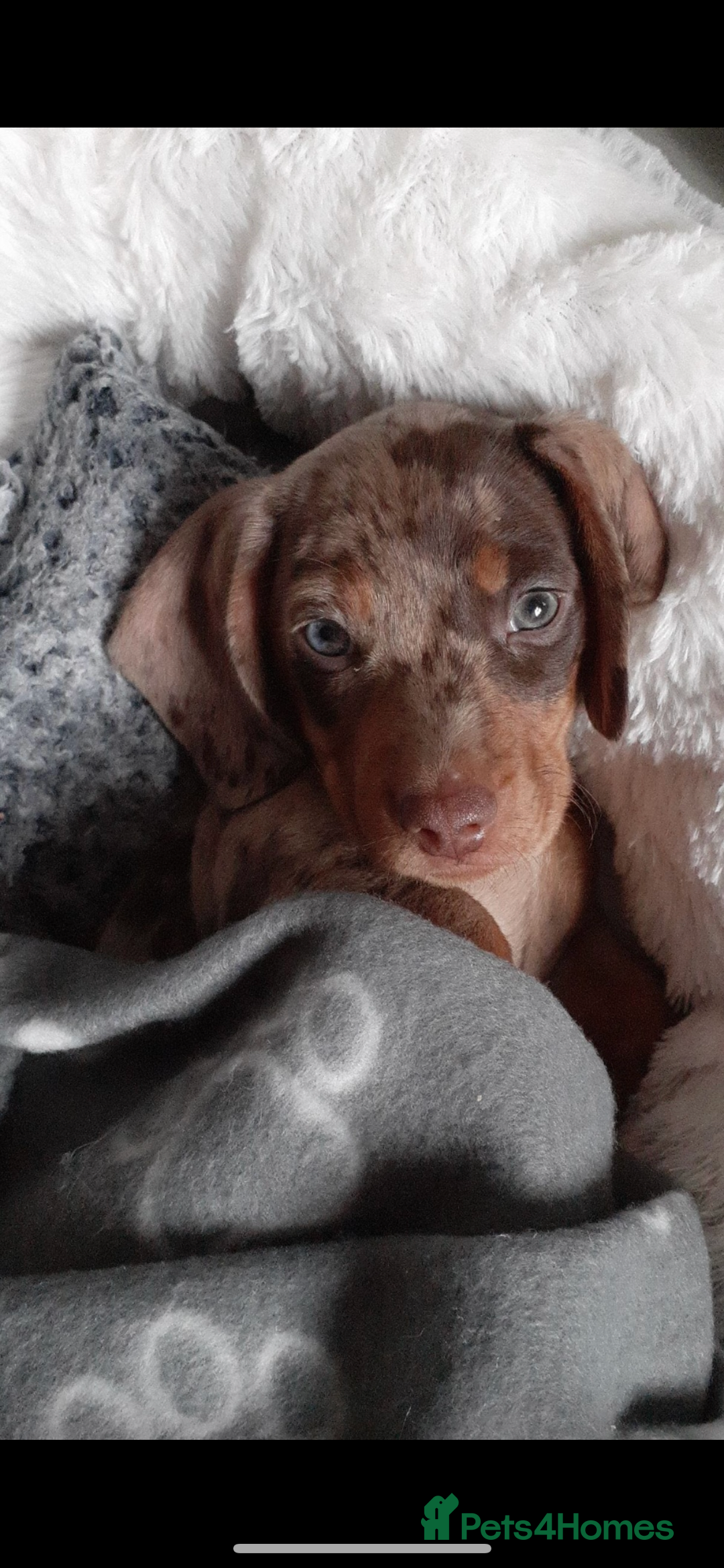 Miniature Dachshund dogs for stud: STUNNING MINI DACHSHUND STUD - Image 4