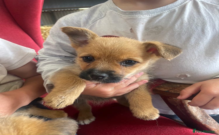 Mixed Breed dogs - Advert 4