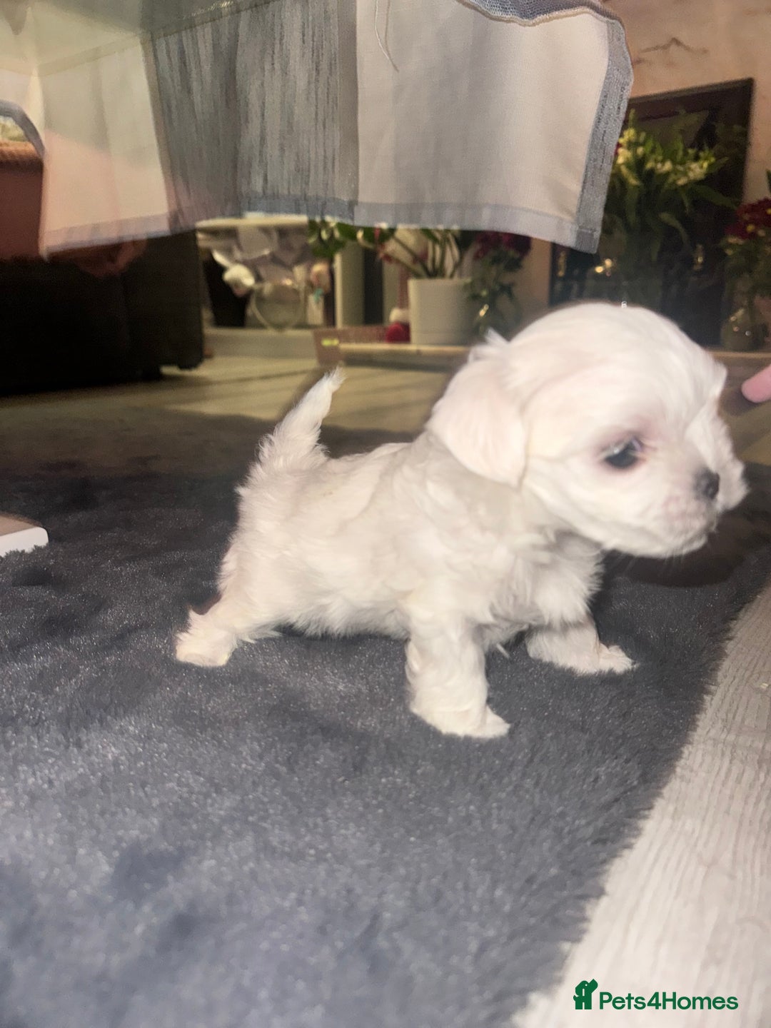 Maltese dogs for sale: Maltese For Sale ❤️ - Advert 14