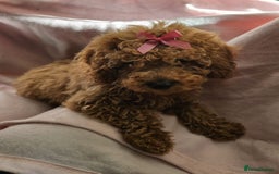 Cavapoo dogs for sale: Female Cavapoo pup  - Image 7