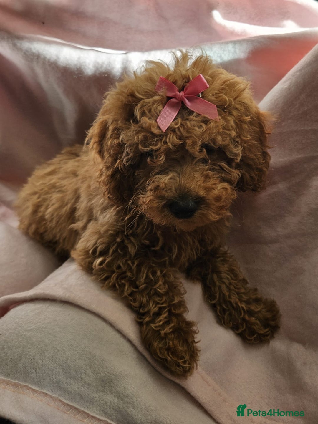 Cavapoo dogs for sale: Female Cavapoo pup  - Image 7